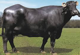 Fresh dairy herd at Gujjar Milk Shop